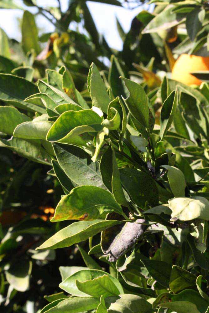            Sun leaves (Riverside, CA)   